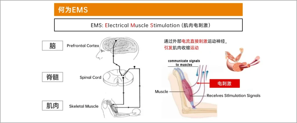 EMS肌肉电刺激在美容护理中的科学应用(images 1)